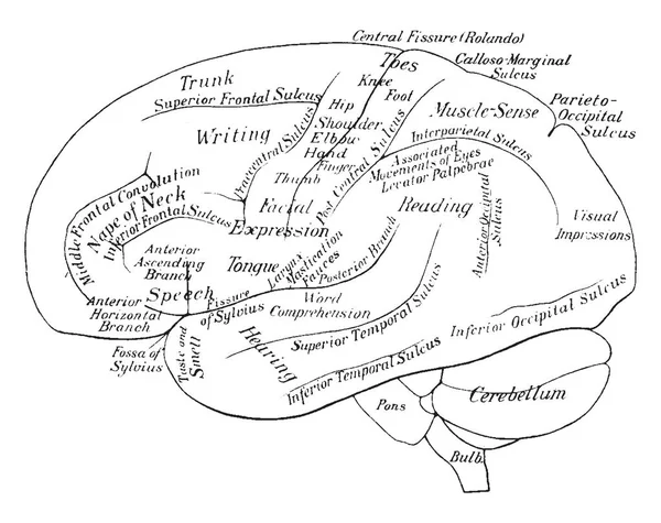 Диаграмма Отображающая Функции Мозга Рисунок Винтажной Линии Гравировка — стоковый вектор