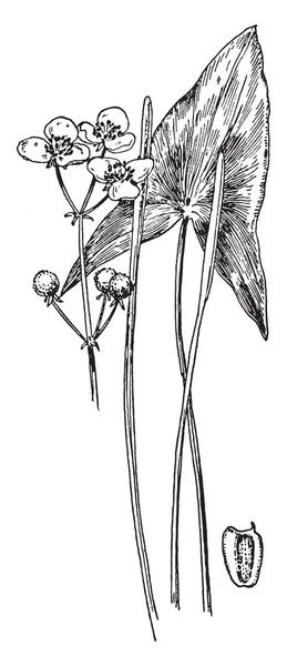 Una Foto Muestra Geranium Carolinianum Cranesbill Pertenece Familia Geraniaceae Esto — Vector de stock