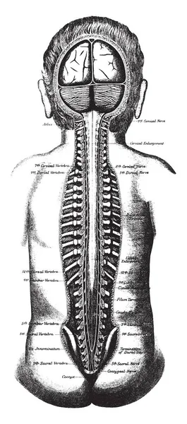 Crâne Canal Rachidien Enfant Par Derrière Avec Fente Dura Mater — Image vectorielle