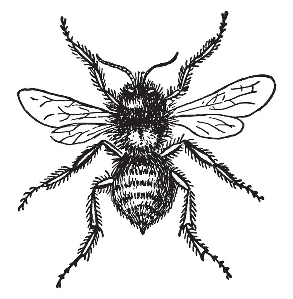Bumblebee Miembro Del Género Bombus Dibujo Línea Vintage Ilustración Grabado — Archivo Imágenes Vectoriales