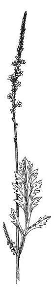 Resim Sagittaria Arifolia Bitki Gösteriyor Öyle Bir Suda Yaşayan Bitki — Stok Vektör