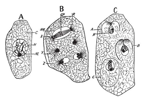 Esta Vista Microspore Anther Lobe Las Plantas Con Flores Las — Vector de stock