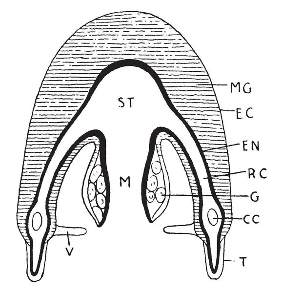 Medusoid 構造とその関数 ビンテージの線描画や彫刻図の様々 なラベル — ストックベクタ