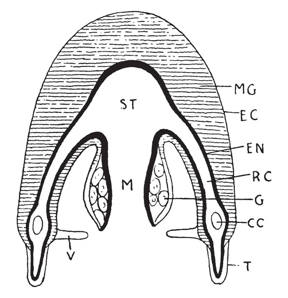 各种标签的 Medusoid 结构及其工作功能 复古线画或雕刻插图 — 图库矢量图片