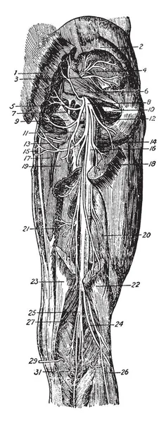 Kalça ve uyluk, vintage çizgi çizme veya oyma illüstrasyon arkası.