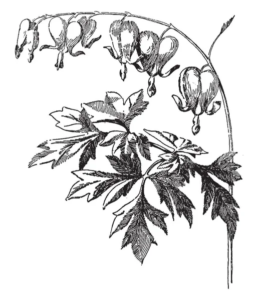 Verspreiding Hart Heeft Hartvormige Bloemen Bladeren Zijn Diep Sinuate Gelobde — Stockvector