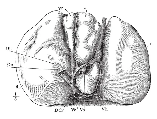 这个例证代表肝脏的下表面 复古线图画或雕刻例证 — 图库矢量图片
