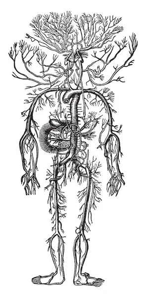 Denna Illustration Representerar Arteriella Systemet Vintage Linje Ritning Eller Gravyr — Stock vektor
