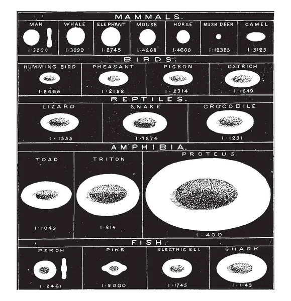 Illustrazione Presenta Caratteri Tipici Dei Globuli Rossi Nelle Principali Divisioni — Vettoriale Stock