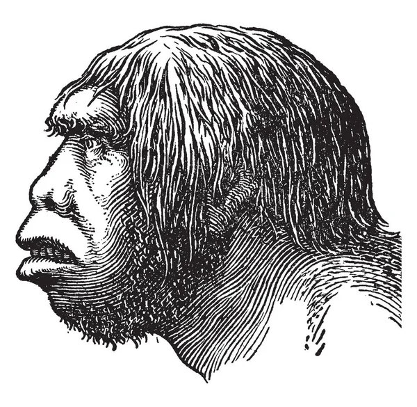 Cabeza Hombre Neandertal Durante Paleolítico Temprano Dibujo Línea Vintage Ilustración — Vector de stock