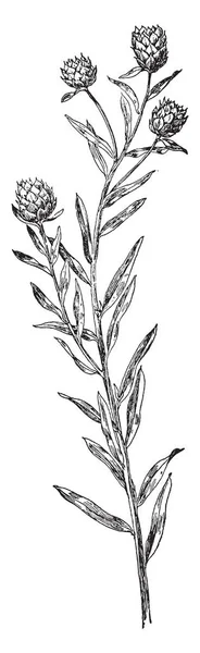 卡托尼普植物被称为内佩塔 它是薄荷家族的一员 复古线条画或雕刻插图 — 图库矢量图片