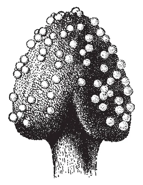 Une Image Montre Stigmatisation Une Fleur Est Extrémité Réceptive Carpelle — Image vectorielle