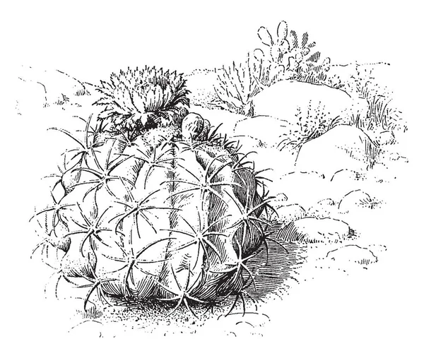 メロン サボテンとして知られている Melocactus の植物を示す画像 花はバラ色 ビンテージ ライン描画または彫刻の図 — ストックベクタ