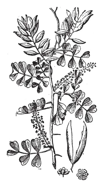 Blad Blommor Och Frön Från Logwood Träd Vintage Linje Ritning — Stock vektor