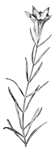 Картинке Изображен Нееврей Известный Джентиана Порфирио Принадлежит Языческой Семье Gentianaceae — стоковый вектор