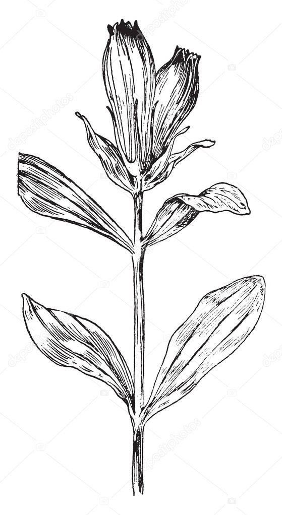A picture is showing Striped Gentian, commonly known as Gentiana Villosa. This is an herbaceous perennial plant. The leaves are dark green and shiny. The flowers are white, vintage line drawing or engraving illustration.