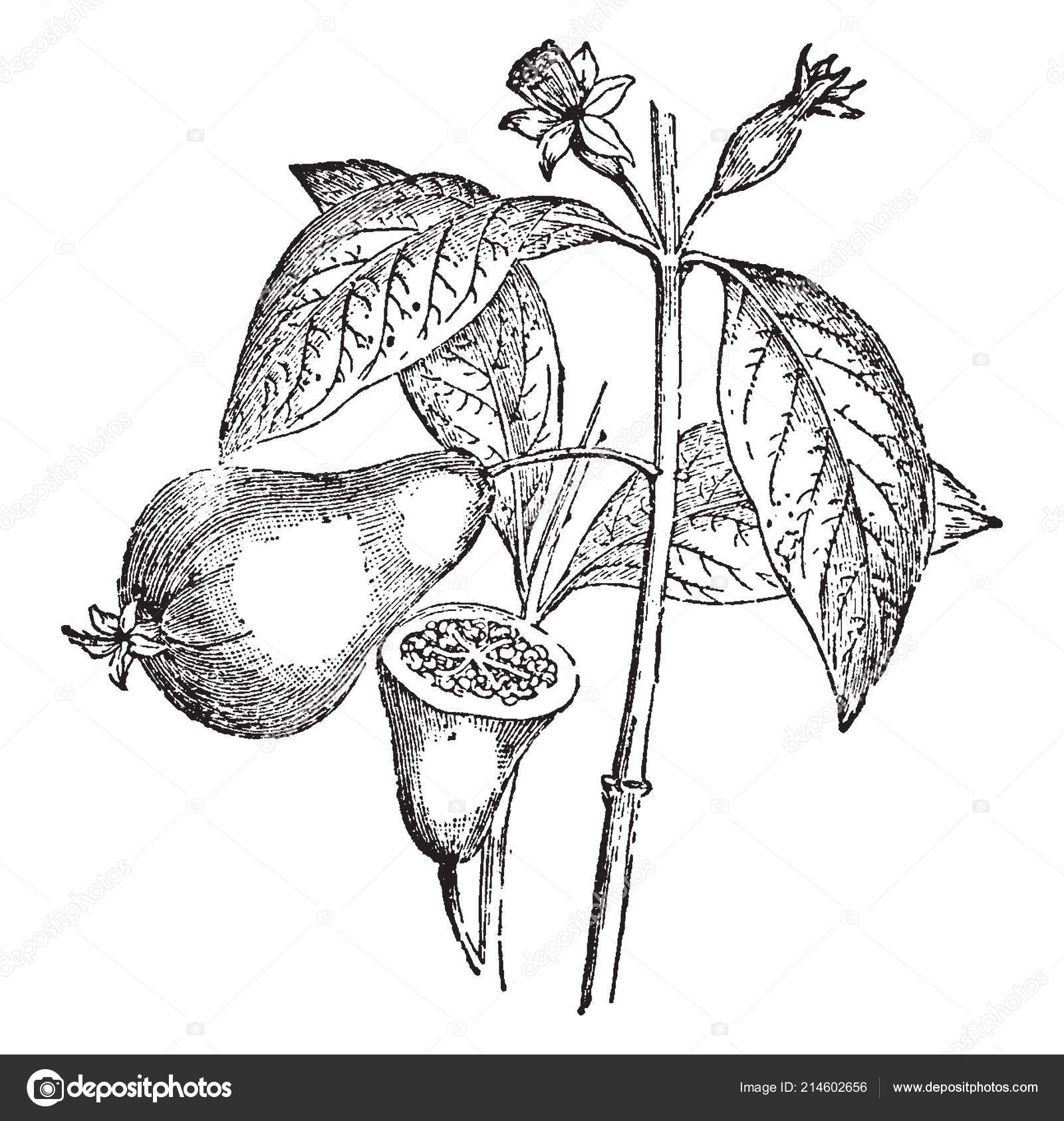 Picture Showing Guava Plant Which Tropical Tree Producing Sweet