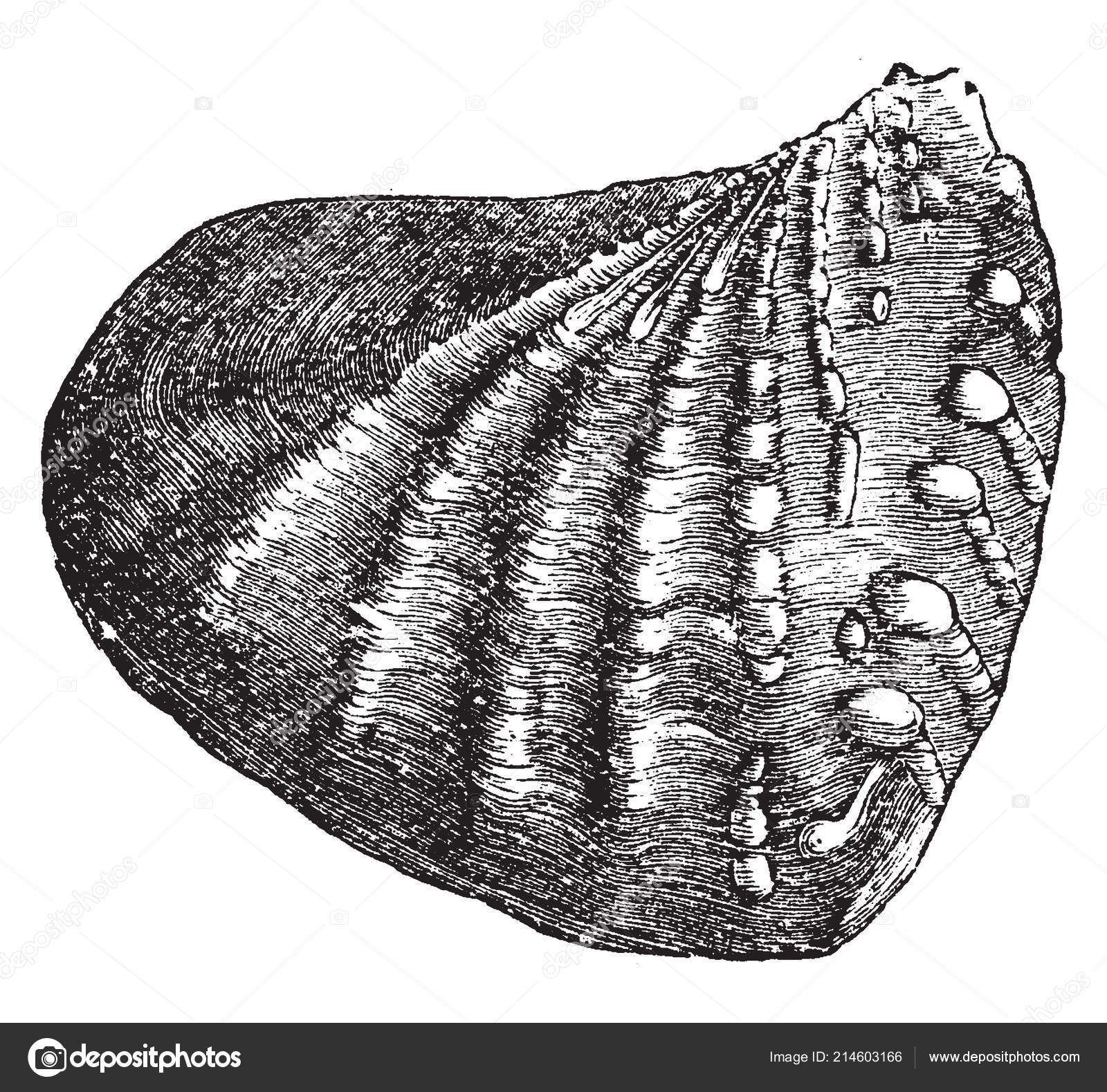 驚くばかり貝 いらすとや 美しい花の画像 驚くばかり貝 いらすとや 美しい花の画像