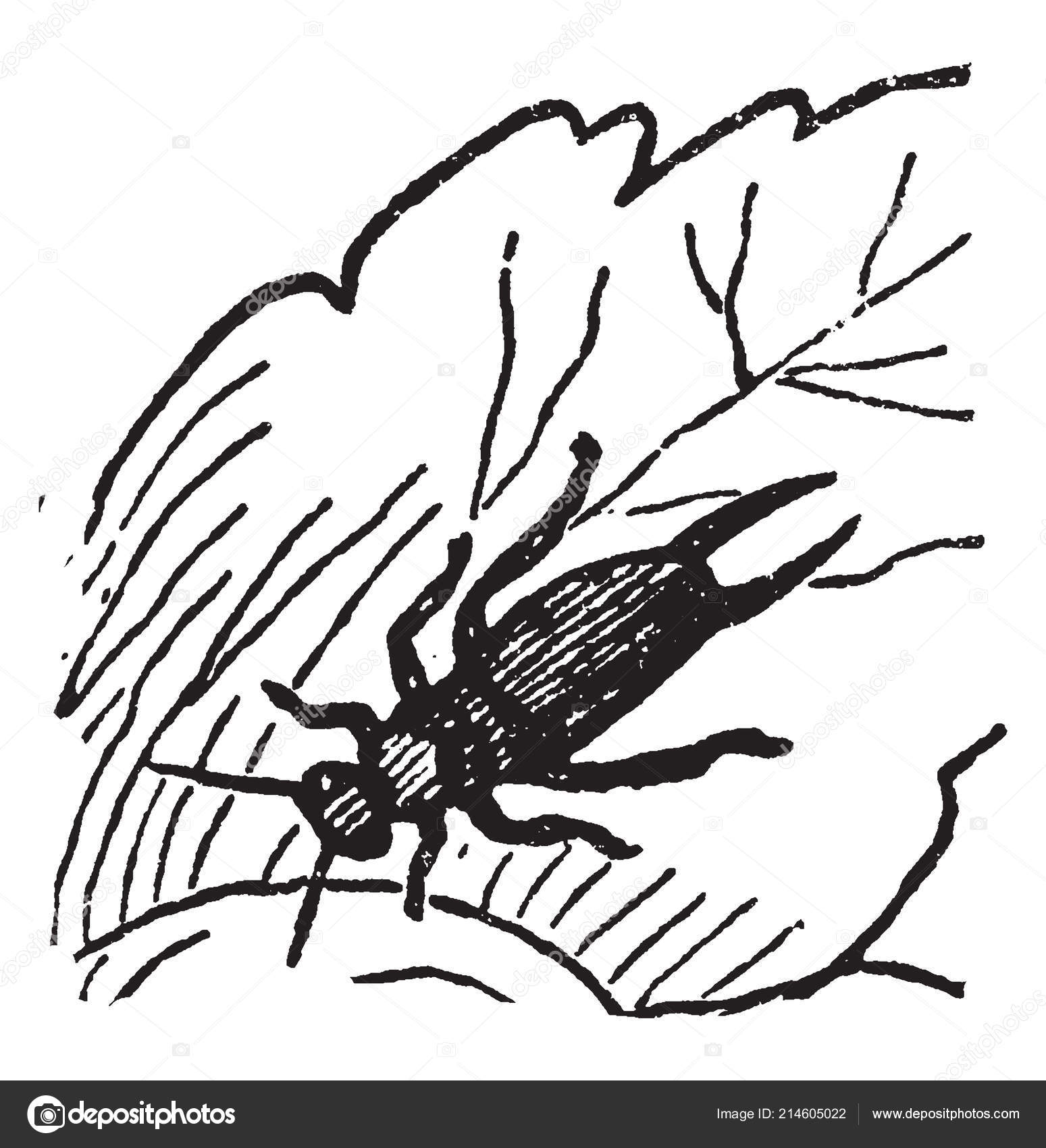 Эрвиг Личинка Вылупляется Яиц Представляет Собой Несколько Этапов.