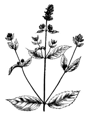 Bu çerçevede hem iki yaprak ve çiçek üstünde o ile bir Hint inciri ağacı vardır. Çizim veya illüstrasyon oyma karanlık, vintage çizgi bu yapraklar.