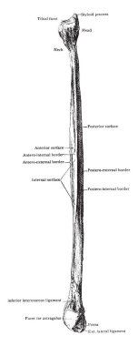Bu örnekte iç boy, Fibula, vintage çizgi çizme veya oyma illüstrasyon temsil eder..