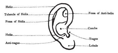 Bu örnekte kulak, vintage çizgi çizme ve gravür illüstrasyon temsil eder..