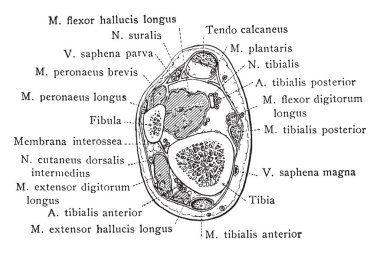 Bu resimde kesit, bacak iki ve bir yarım santim ayak bileği, vintage çizgi çizme veya oyma illüstrasyon üzerinden temsil eder..