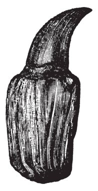 Hesperornis'e diş nerede kuş Kretase dönemi antik bir kuş, vintage satır çizim veya illüstrasyon oyma.