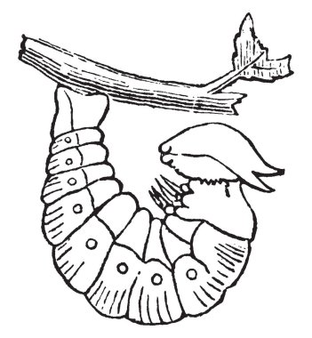 Larva ve Charaxes Jasius hakkında bir Pupa, vintage çizgi çizme veya oyma resimde değişiklik için bu resmi temsil.