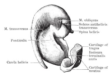 Bu örnekte iç yüzeyi, Pinna kıkırdak, vintage çizgi çizme veya oyma illüstrasyon temsil eder..