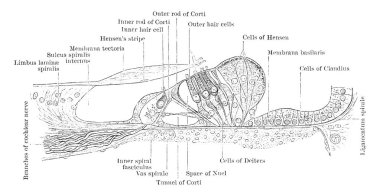 Bu resimde bölüm, Corti Organ, vintage çizgi çizme veya oyma illüstrasyon temsil eder..