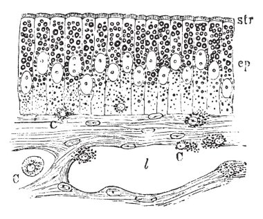 Sırasında yağ emilimini, vintage çizgi çizme veya oyma illüstrasyon kurbağa bağırsak mukoza.