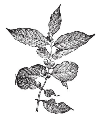 Bir cins küçük ağaçlar ve çalılar aile Rubiaceae tropikal eski dünya (Afrika) olarak yerli parlayan herdem yeşil yaprakları, vintage çizgi çizme veya oyma illüstrasyon temelini kümelerdeki kaynaklı beyaz güzel kokulu çiçekler vardır.