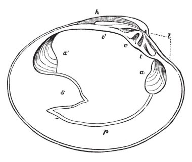 Bu Viticella kök damar demetleri Clematis Viticella, vintage çizim için bir kök içinde gösterilen veya illüstrasyon oyma diyagramıdır.