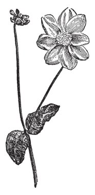 Bir resim Dahlia gösteriyor. Bu çiçek yumurta şeklinde ile sekiz yaprakları vardır. Bu bitki Amerika ve Meksika, vintage çizgi çizme veya oyma illüstrasyon bulunur.