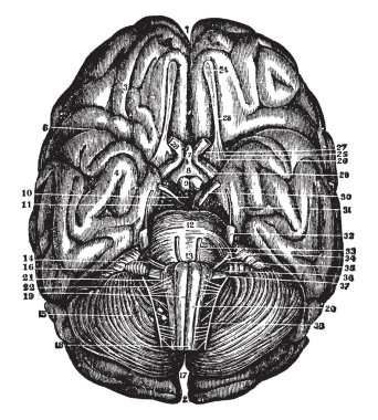 Beyin ve beyincik ile birlikte kranial sinirler, vintage çizgi çizme veya oyma illüstrasyon.