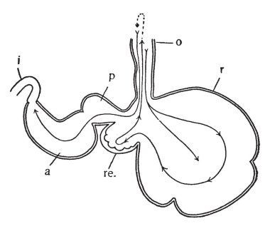Diyagram çizim veya illüstrasyon oyma bir ruminant, vintage çizgi mide.