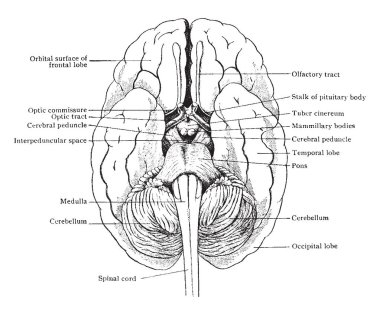 Beyin beyin sapında omurilik ve cerebrum, vintage çizgi çizme veya oyma illüstrasyon ilişkilerin gösterilen aşağıdan görüldüğü gibi çizim Basitleştirilmiş.
