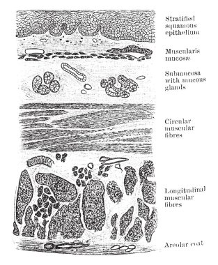 Bu diyagram özofagus bölüm, vintage çizgi çizme veya oyma illüstrasyon temsil eder..