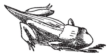 Kurbağa, vintage çizgi çizme veya oyma illüstrasyon yaşam döngüsünün Beşinci aşama.