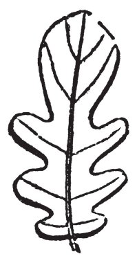 Tabiat düşüş, bu sahnede bir kadın ayakta tutan meyve ve ağaç altında bir elinde gösterir aşağı düşmüş ağaç ve bazı meyve ağacı, vintage çizgi çizme veya illüstrasyon oyma zeminde meyveler