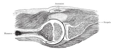 Bu resimde yatay bölüm ile omuz eklem, vintage çizgi çizme veya oyma illüstrasyon temsil eder
