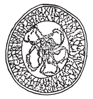 Pinweed bitki gösteren bu fotoğraflar. Kök çok ince ve uzun olurdu. Çiçekler çok küçüktür. Bu kaya rose ailesi, vintage çizgi çizme veya oyma illüstrasyon bitkidir.