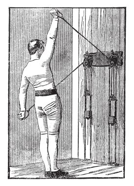 Yaprak döken ağaçların pinnately bileşik yaprak ve büyük fındık ile. Hickory çiçekler bahar, vintage çizgi çizme veya oyma illüstrasyon üretilen küçük, sarı-yeşil kedicikler.