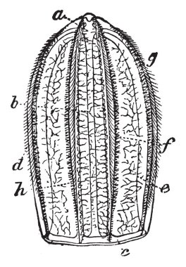 Idyia Roseola yarım doğal boyutu, vintage çizgi çizme veya oyma illüstrasyon olduğunu.