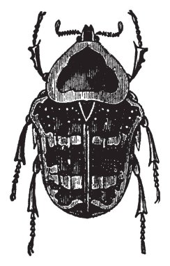 Cetonia Argentea canlı derileri ve eti kurutulmuş hayvan, vintage çizgi çizme veya oyma illüstrasyon.