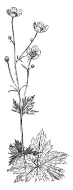 Bir salkım gösteren bir resim. Dallar ince ve uzun, vintage satır çizim veya gravür illüstrasyon.