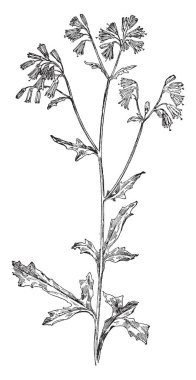 Taş devri Oyma Fildişi, vintage çizgi çizme orta taş devri adamı tarafından veya illüstrasyon oyma.