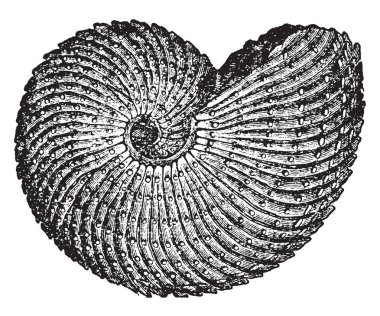 Ammon boynuz ammonit, vintage çizgi çizme veya oyma illüstrasyon sınıflandırmak için kullanılır.