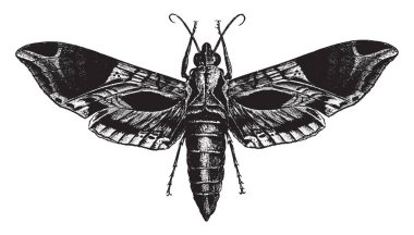 Uydu Sfenks güve bir büyük ve yakışıklı hawk güve asma, vintage çizgi çizme veya oyma illüstrasyon olan larva beslemeleri olduğunu.
